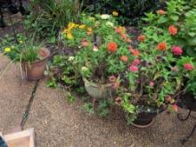 (BY) FOUR POTTED PLANTS BURSTING WITH COLORFUL BLOOMS: A MIX OF ZINNIAS IN PINK, ORANGE, YELLOW, AND