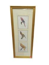 Framed Artwork: Three Parrot Illustrations with Branches