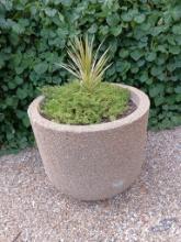 Large Round Concrete Flowering Pot with Contents