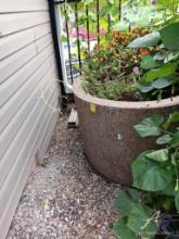 Large Concrete Flowering Pot with Contents