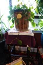 RATTAN TYPE STOOL WITH VINE AND BASKET