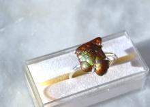 Fire Agate Ring in Sterling Silver