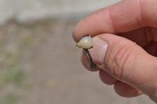 Opal Ring In Sterling Silver -- Size 8