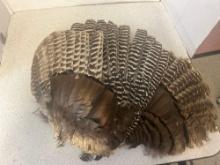 Turkey wing feathers