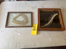 Framed Snake Skin/Fish Bones