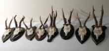 Austrian Roe Buck Horn Collection